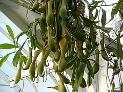 336 Longwood Gardens [2008 August 23]